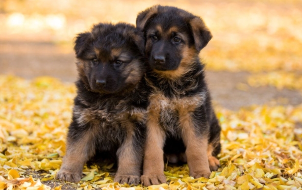 short haired german shepherd puppy