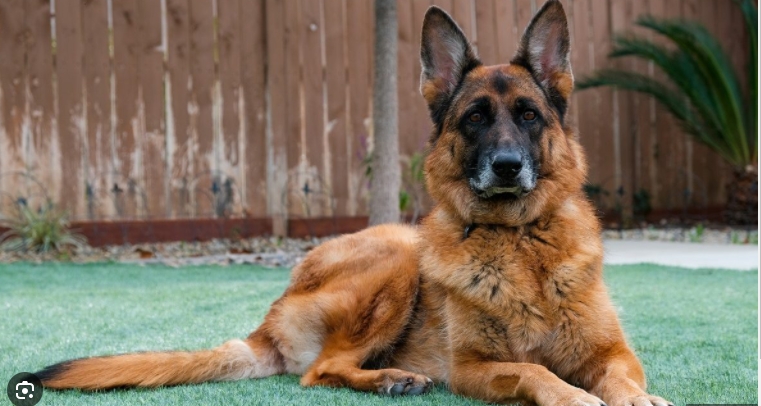 full blooded german shepherd