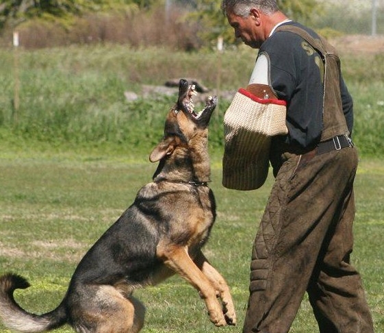 german shepherd protection