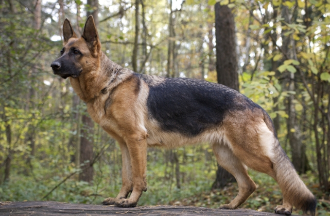 greenfield puppies german shepherd