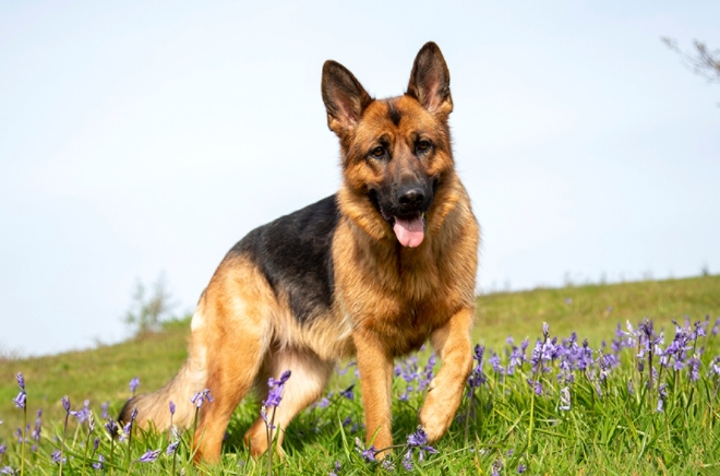 german shepherd coat