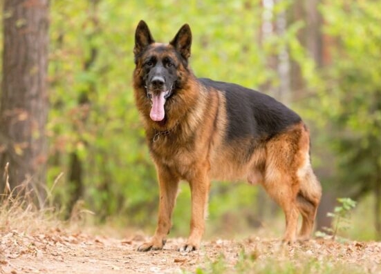 a german shepherd