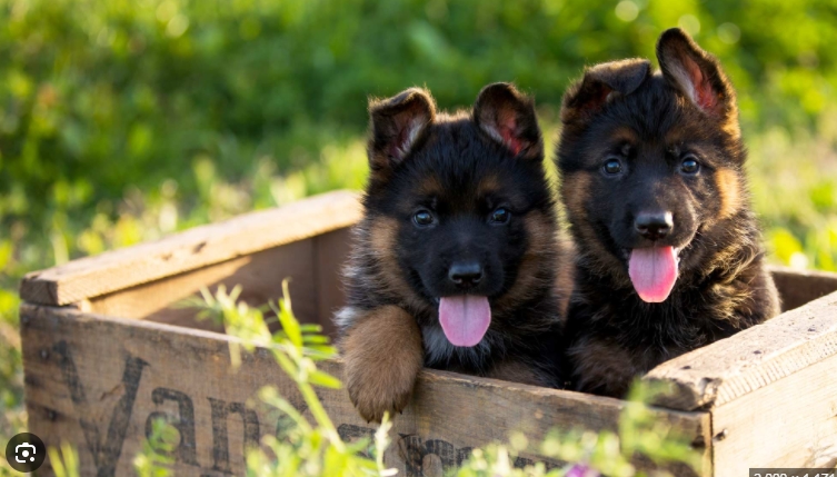 german shepherd puppies needing homes