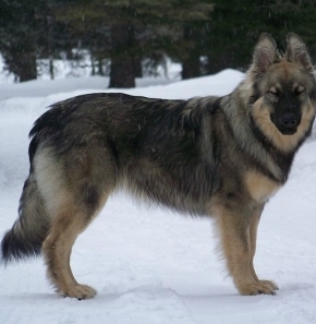 american alsatian for sale