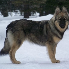 american alsatian puppies