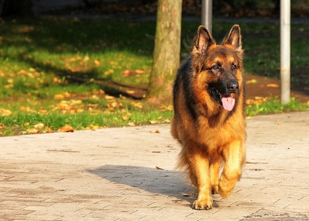 pure german shepherd