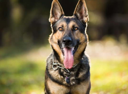 german german shepherd