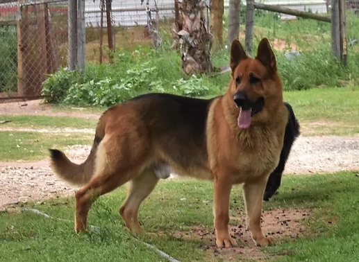 large german shepherd