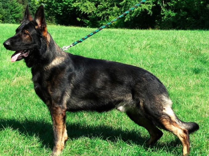 german shepherd stud near me