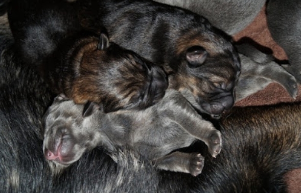 blue german shepherd breeders