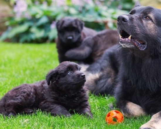 black gsd puppy