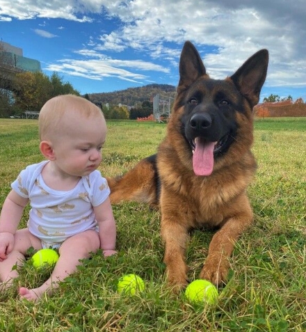 shiraz german shepherds