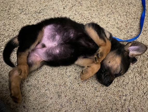 6 week old german shepherd