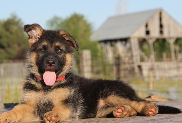 4 month old german shepherd puppy