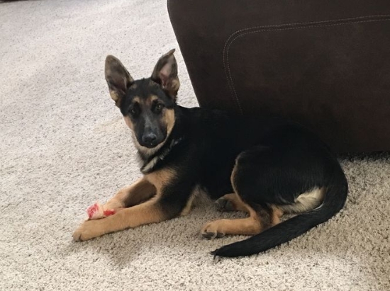 4 month german shepherd puppy