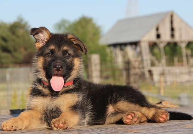 3 month old german shepherd puppy