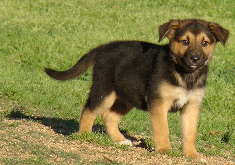 12 week german shepherd puppy