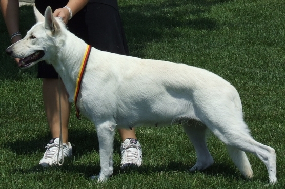 all white german shepherd