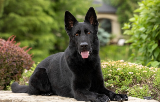 a german shepherd puppy