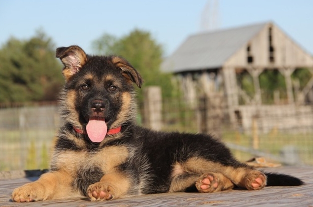 9 week old german shepherd