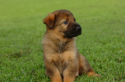 8 week old german shepherd puppy