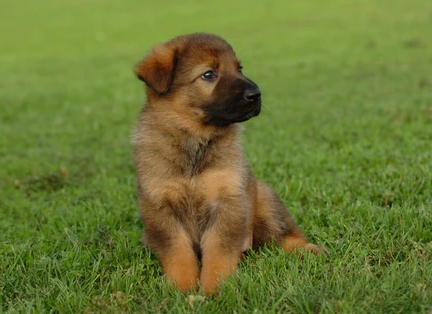 8 week german shepherd