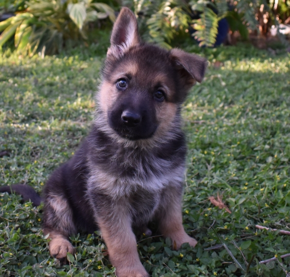 7 week old german shepherd