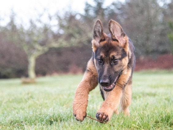 6 month old german shepherd