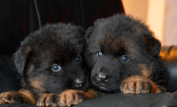 4 week old german shepherd