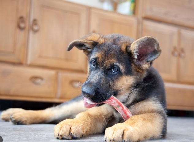 4 month old german shepherd