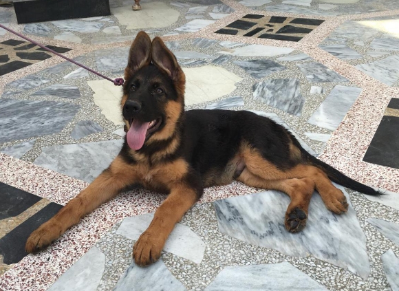 3 month old german shepherd