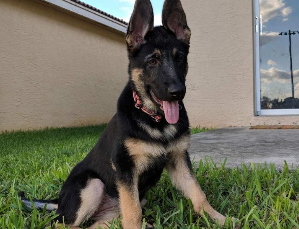 14 week old german shepherd