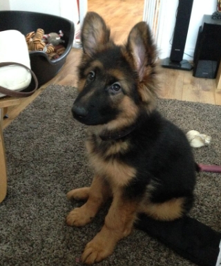 1 month german shepherd puppies