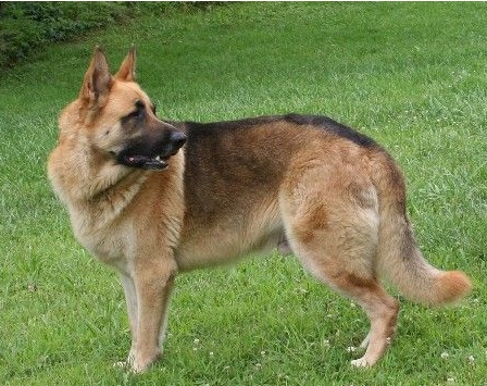 all tan german shepherd