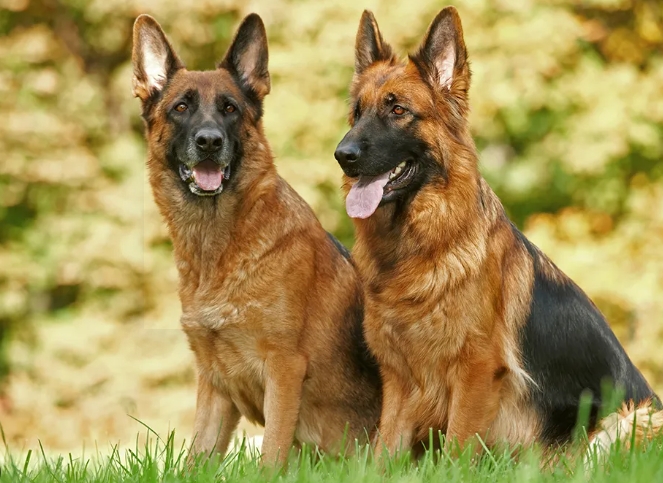 about german shepherd dog