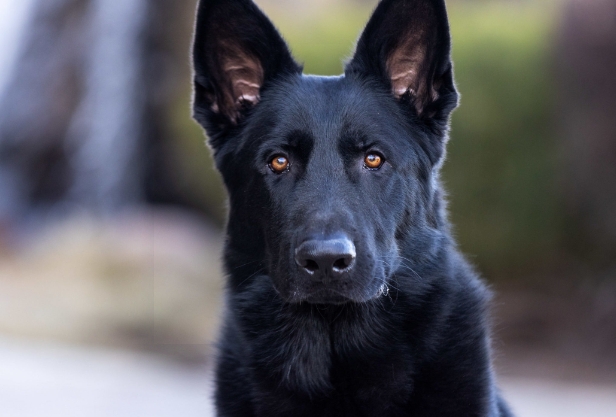 a black german shepherd