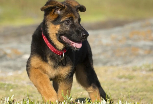 8 week old german shepherd