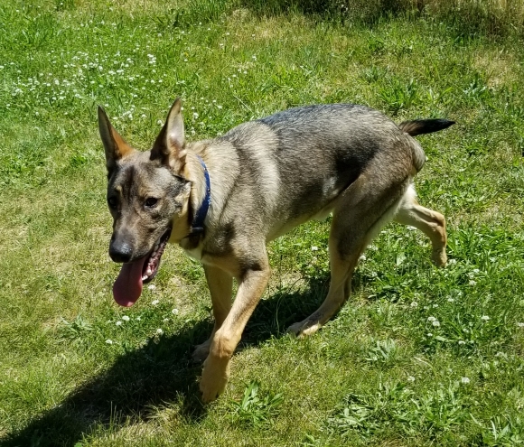 8 month old german shepherd