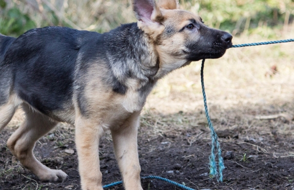 7 month old german shepherd