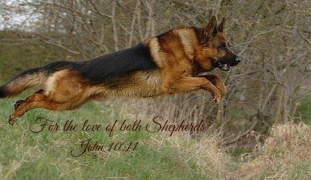 allen german shepherds