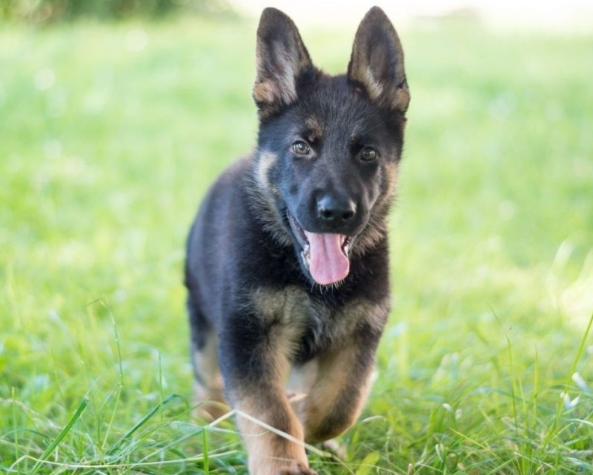 5 month german shepherd puppy