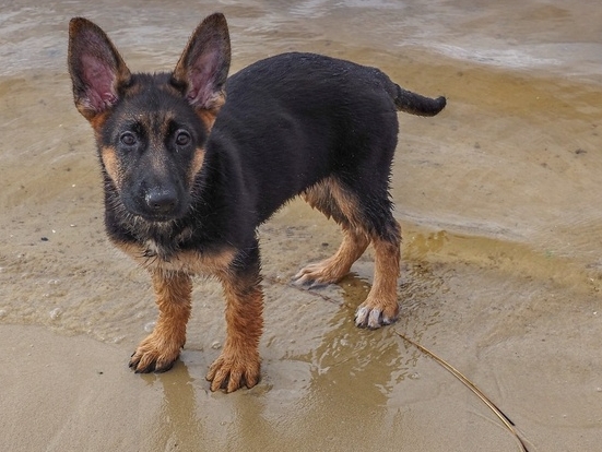 4 month old gsd