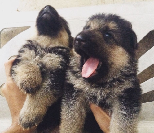 3 week old german shepherd