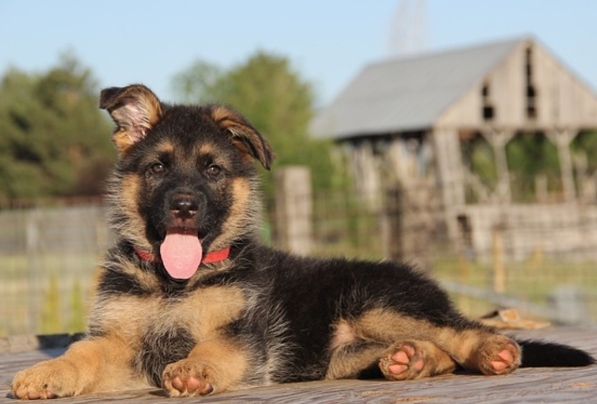 3 month german shepherd puppy