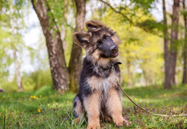 Luna's Instagram account (@luna_thegermanshepherd) has already gained thousands of followers who can't get enough of her cuteness.