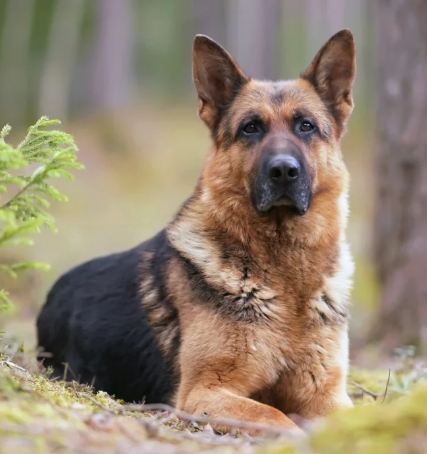 police german shepherd