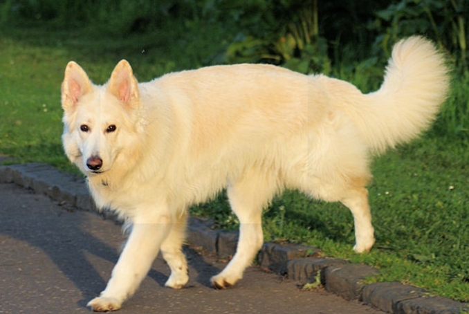 a white german shepherd