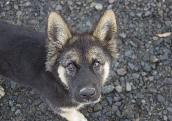 a german shepherd puppy