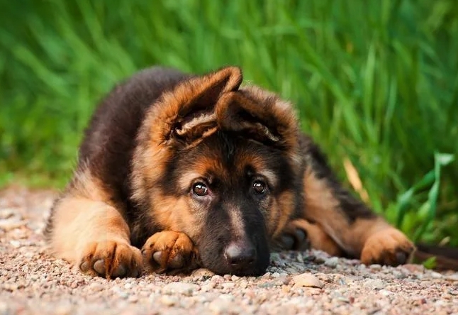 9 week old german shepherd puppy