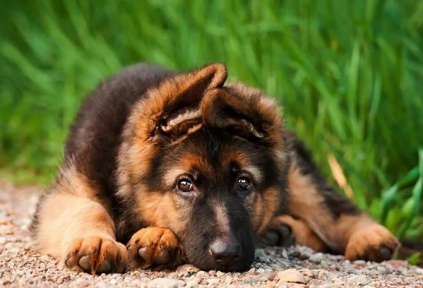 8 week german shepherd puppy